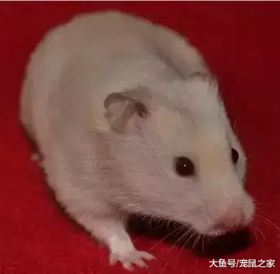 一文带你走进仓鼠世界: 仓鼠种类之叙利亚仓鼠(上)