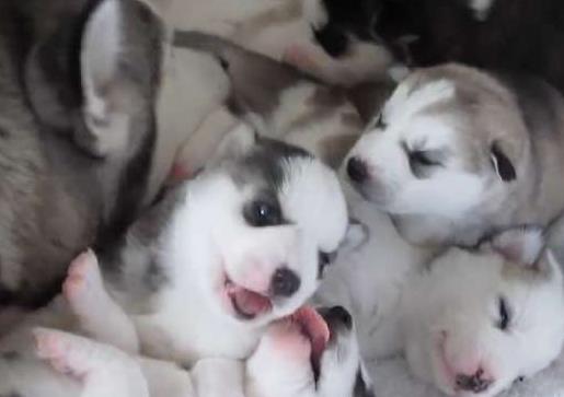 二哈一口气生了一窝, 主人在小区免费送, 看到狗后路人却不要了