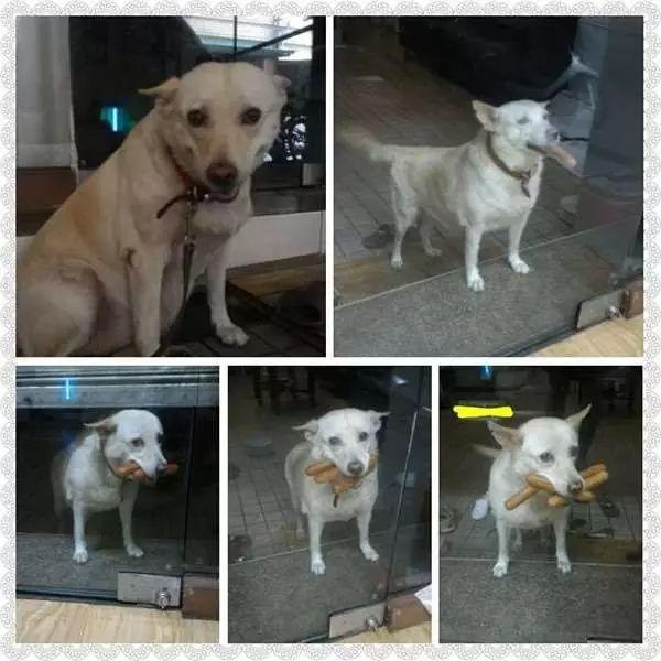 狗狗每次都会叼着一堆热狗回家, 知道真相后让主人哭笑不得