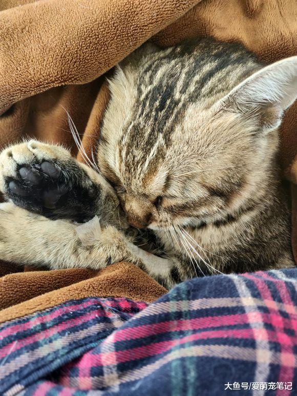 陪伴一年多的狸花猫突然病危, 男孩在接到电话通知后, 当时就哭了