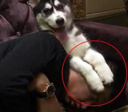 铲屎官带二哈去KTV, 二哈的举动亮了, 笑得主人胃抽筋