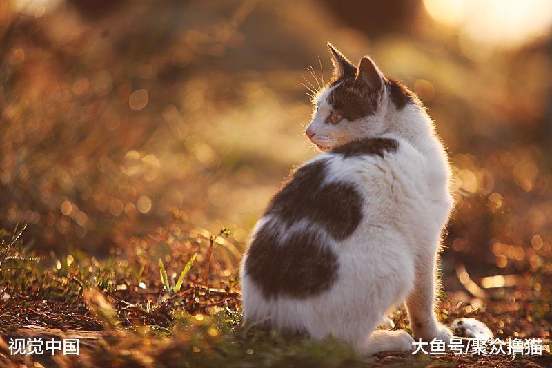 动物都有自己喜欢的玩具, 猫的玩具是小熊, 而猫头鹰的玩具是活的