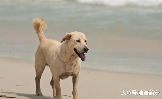 出远门狗狗没法安排? 做好下面5个准备, 你就可以带它出远门