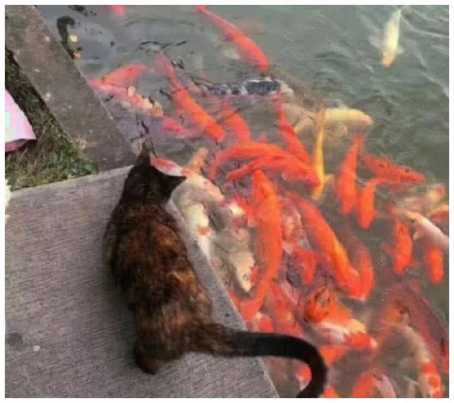 在这只猫咪的眼中, 剑桥康河的柔波, 远不及有锦鲤的公园