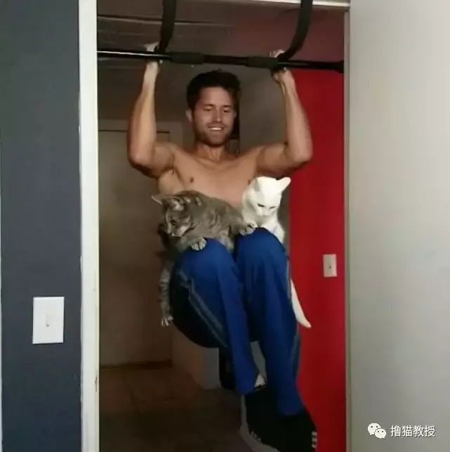 一个单身猫奴的生活, 竟然这么忙的吗?