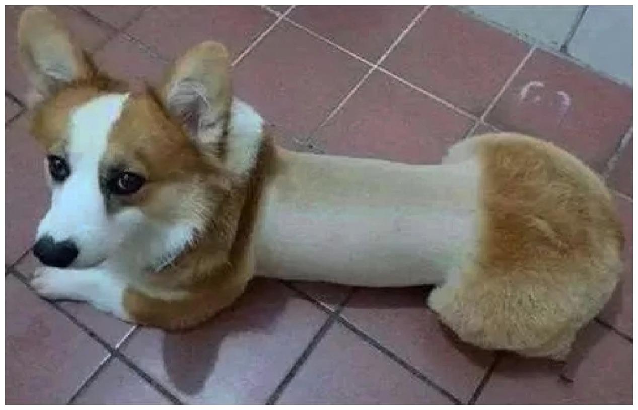 狗狗平时看着体型富贵, 可理发师还原它真身: 像个杠铃