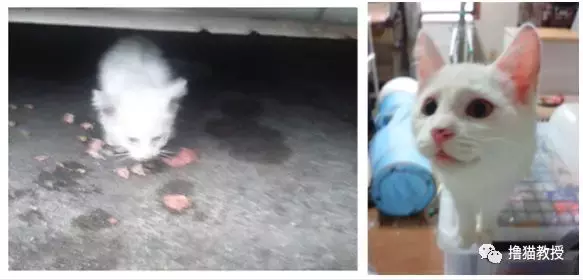 养一只橘猫有多惊喜? 网友捡了一只回家后就完全懂了