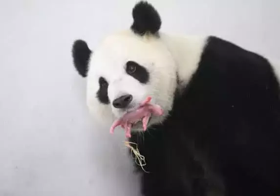 被派往比利时的大熊猫太给力了, 顺利产下一幼崽, 待遇立马升级