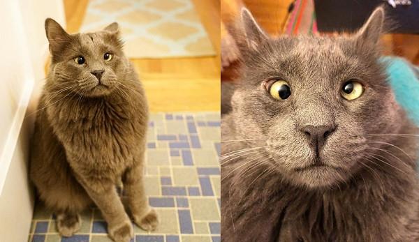 跟屁猫被领养超黏人! 妈妈洗澡见巨大猫影吓坏: 有偷窥狂