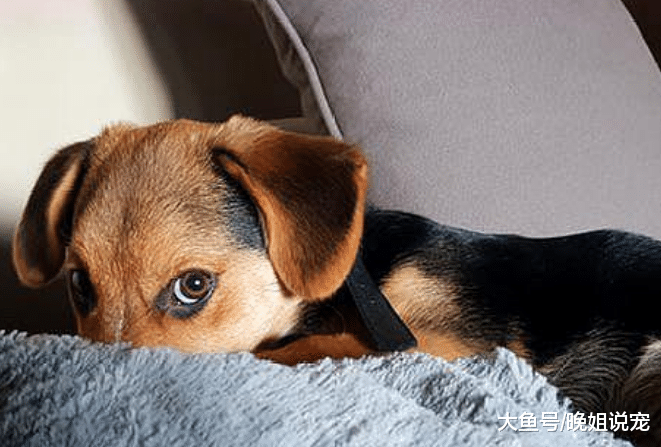 狗狗吃骨头好不好? 不是所有骨头都能吃, 你是不是做错了?