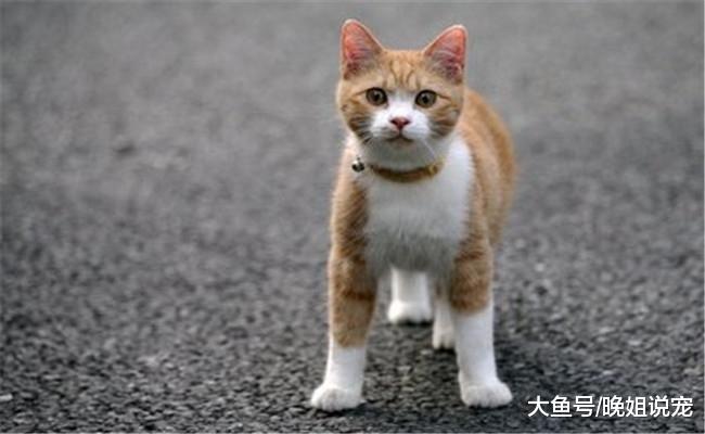 不要带猫咪去旅游, 它并不适合, 原因有四个, 第四个对它是伤害