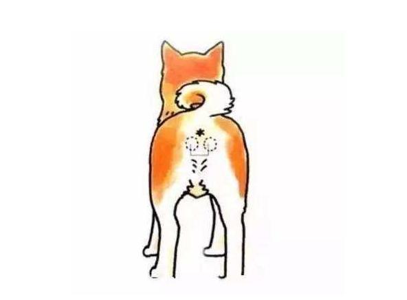 狗狗肛门腺要怎么挤? 多久挤一次?