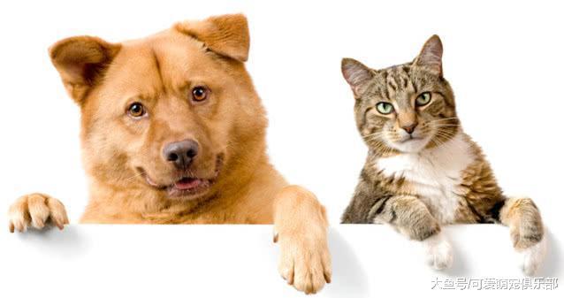 养猫狗很容易, 为何养鱼却这么难? 得知真相后, 主人都后悔莫及