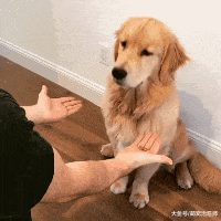 让金毛猜哪只手有狗粮, 结果它猜错后委屈看着主人: 再给次机会!