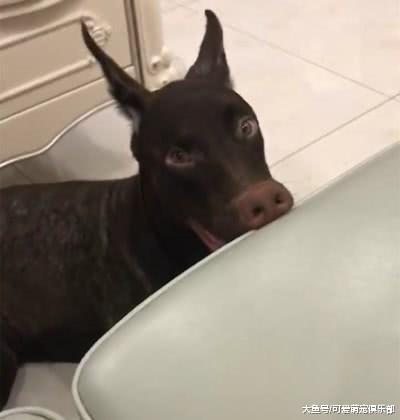 看不出来这究竟是一个什么物种, 网友: 我有一头小狗驴从来也不骑