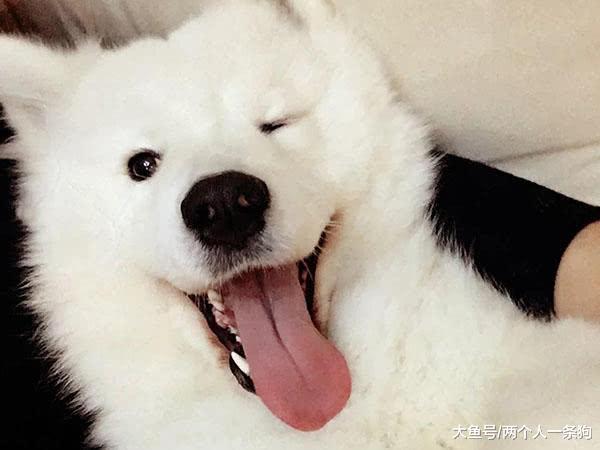 妈妈煮好饭, 萨摩耶趴在地板上紧盯皮皮虾, 软糖: 什么时候掉下来