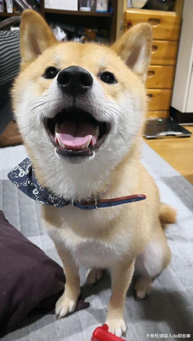 柴犬喜欢用这种方式迎接到家的主人, 柴犬: 能看清算我输!