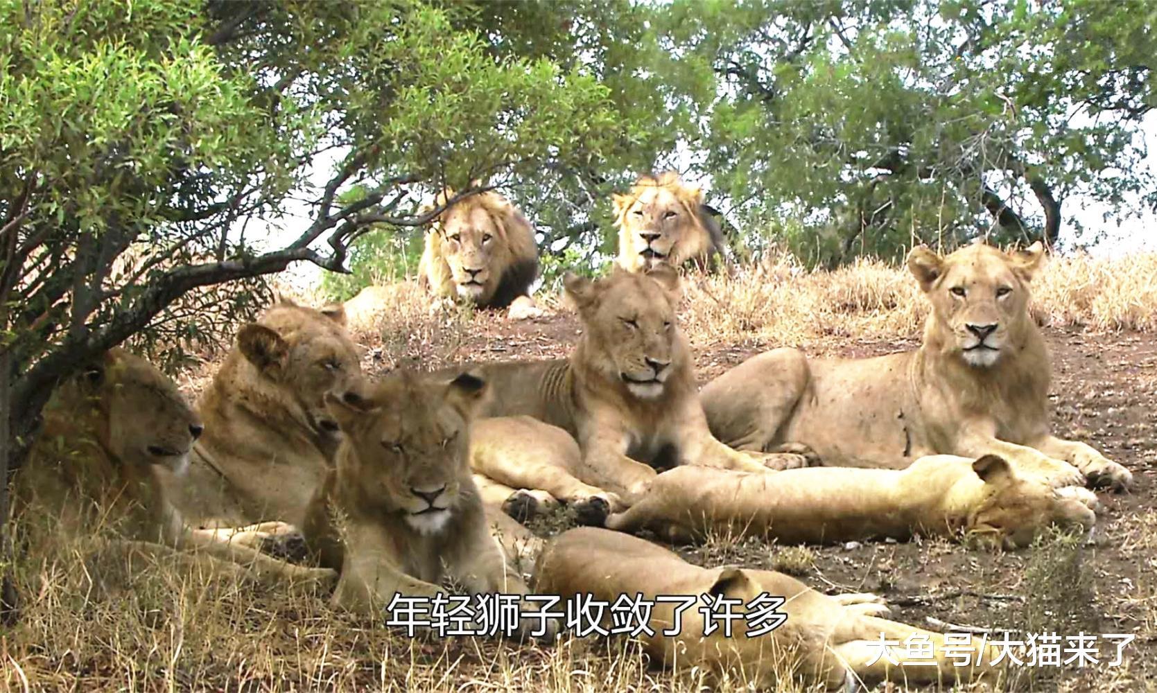 9个儿子不争气, 导致狮群6天没捕到猎物, 母狮们无奈向狮王求救