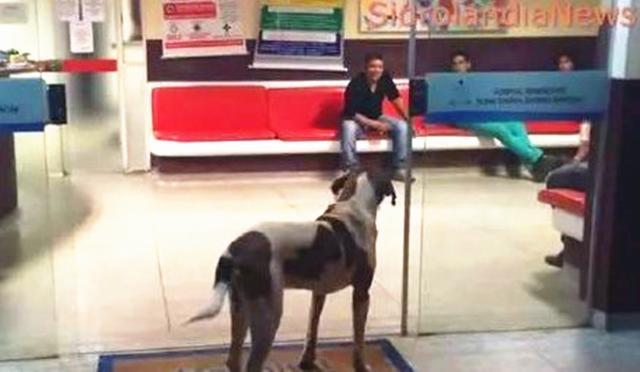 狗狗被滞留在寒冬室外, 冷到浑身发抖, 路过流浪汉拥抱为它保暖!