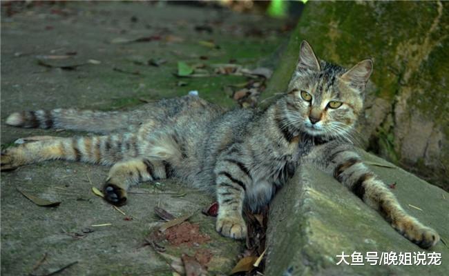 狸花猫在国内不受欢迎只因它有5个缺点, 尤其是第五条, 太土气