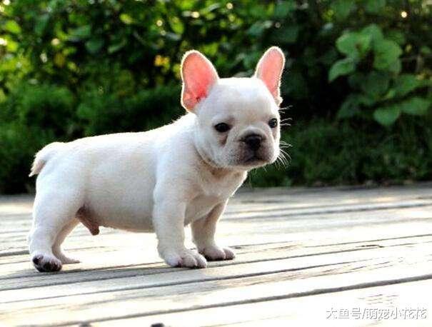 养法国斗牛犬, 记住这“五不要”, 一生受益!