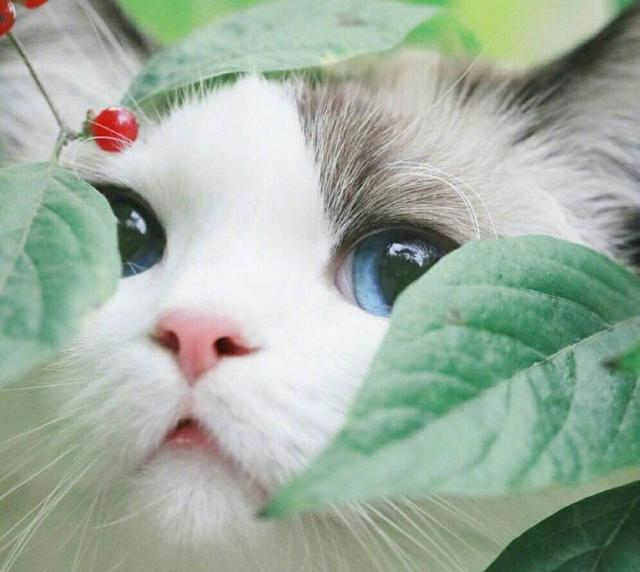 越高档的小区养宠物的越多, 是因为孤独吗? 你怎么看?