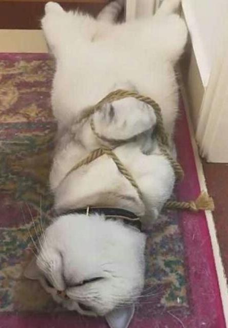 网友发现猫咪偷腥, 一怒之下将它绑了起来, 猫: 你还有这样的癖好