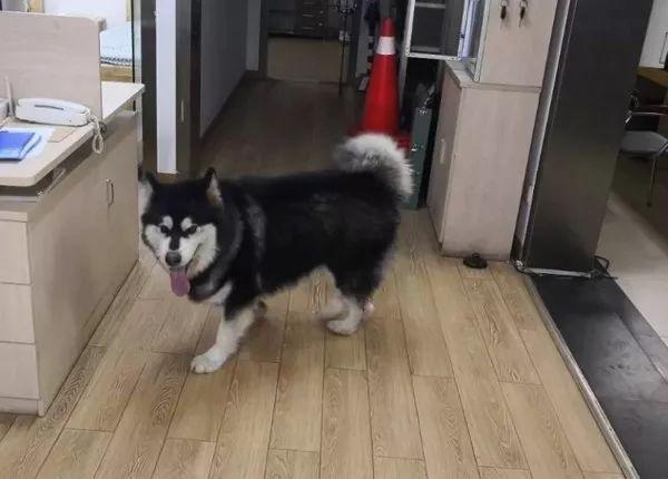 警察局溜进来一只阿拉斯加, 不仅堵住门口, 还缠着女警官不放