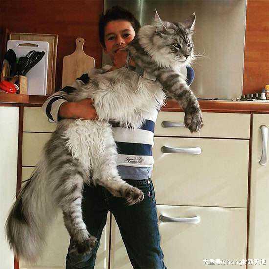 一只可以吃到你破产的大猫, 养缅因猫, 别人都以为你家有矿!