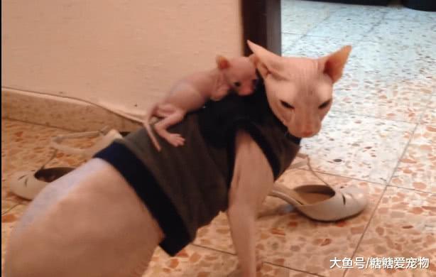斯芬克斯猫妈妈背着小无毛猫在屋里遛弯, 网友: 行走的人民币啊!