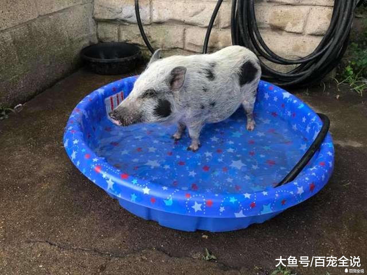 主人因为一个理由竟用鱼缸养迷你猪? 可怜的小猪只有不到10斤重