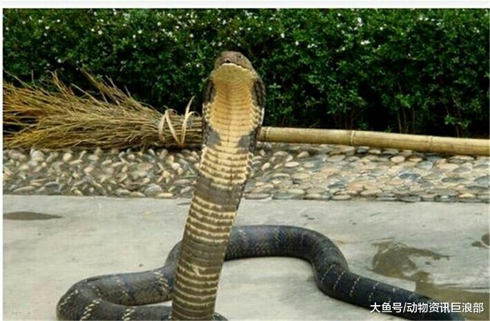 被“蛇类煞星”眼镜王蛇咬一口 亚马逊森蚺能否活命?