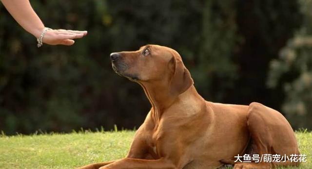 主人的教育是关键: 有“素质”的狗狗, 从小就有这5个习惯!