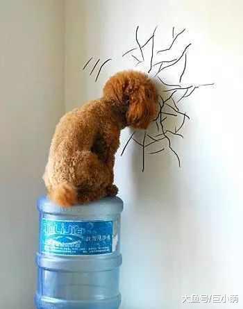 狗狗头抵墙认错? 狗狗可能不是在装可怜认错, 而是因为脑袋不舒服