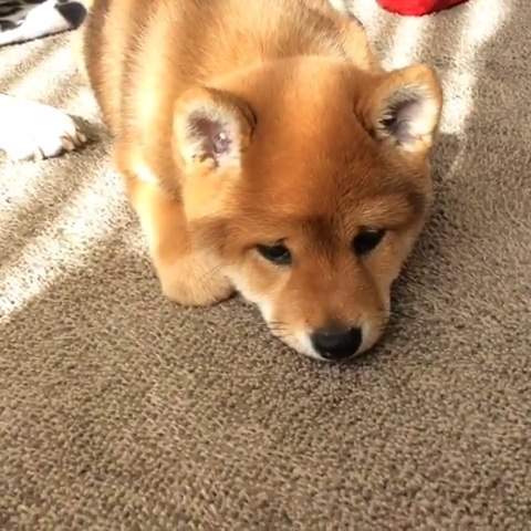 主人离世6年, 一次清洁找出旧衣服, 狗狗沉迷嗅闻不愿离开