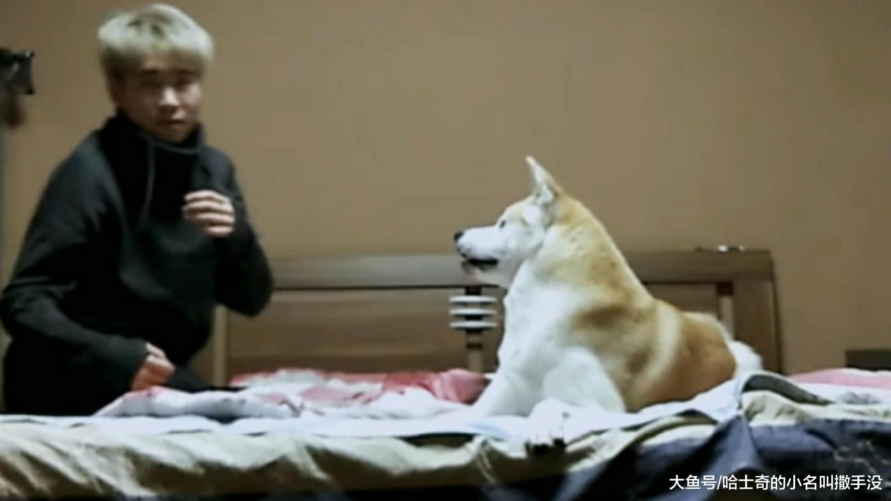 狗狗: 吃我一记铁头功, 玩的正嗨呢, 傻狗转眼就给了一头锤, 真疼