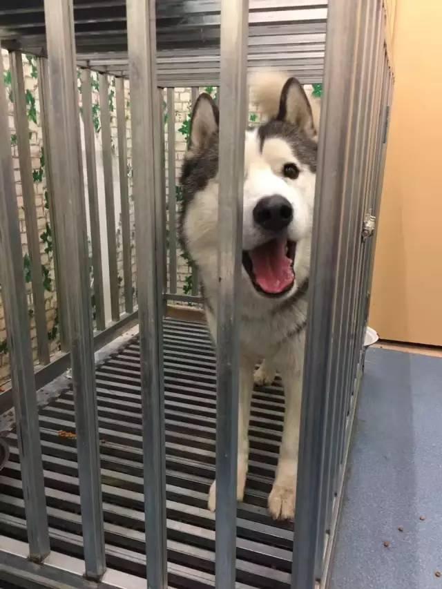 宠物店为啥总是“盯着”二哈不放?