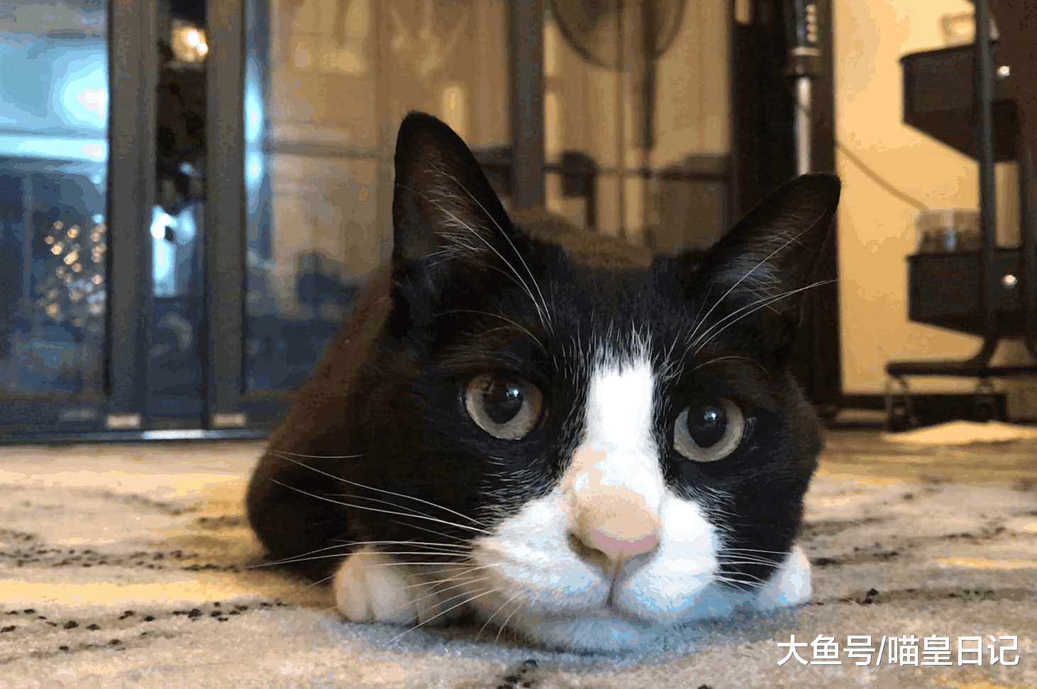 那些给喵星人买衣服的铲屎官们, 你确定你家猫是真的觉得冷吗?