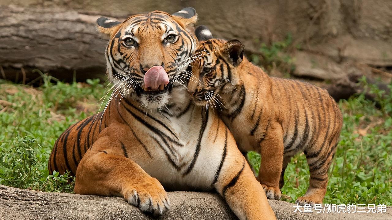 老虎的技能比狮子多, 但为什么还有人说狮子是百兽之王?