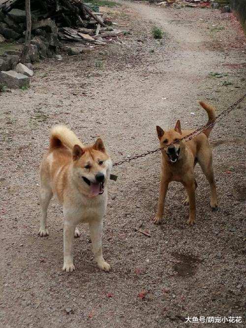 你是因为什么才养狗? 原因大致有5个, 最后一点才配养狗!