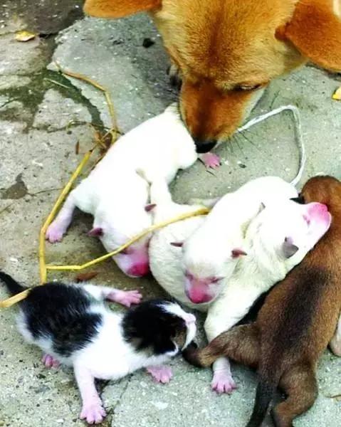 牧羊犬收养被遗弃羊羔, 每日带在身边精心照料, 当成亲生狗宝对待