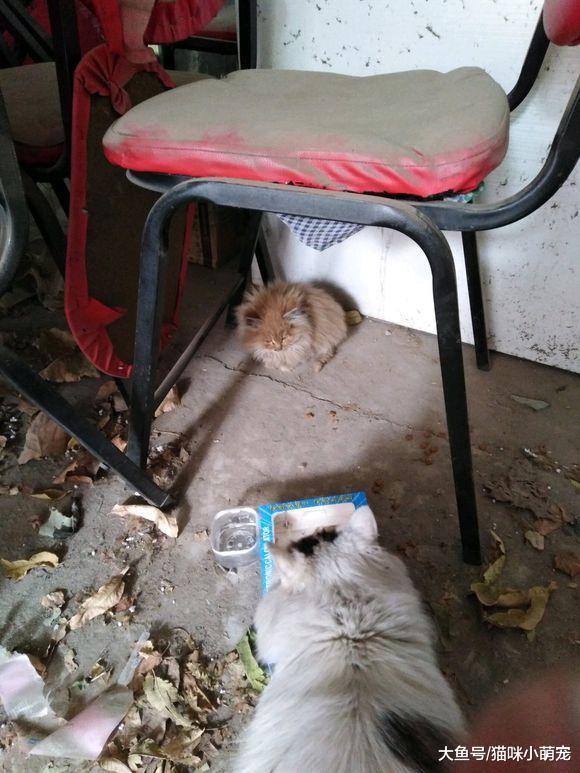 男子捡到了一对长毛流浪猫, 这么好看却不打算收养!