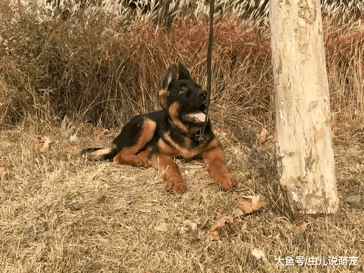 网友带着德牧去郊外游玩, 本来挺高兴, 到了地方后它懵逼了!