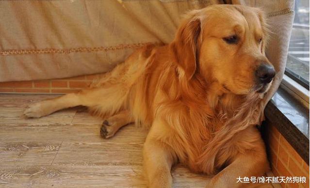 主人的这5种做法, 会让你家金毛犬很伤心、很失望!