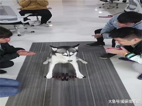为了让哈士奇不拆家, 主人让它学会了健腹轮, 狗: 燃烧我的卡路里
