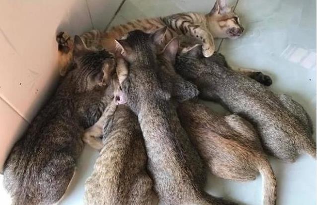 主人听到客厅传来母猫的惨叫声, 出去一看哭笑不得: 自己造的孽!