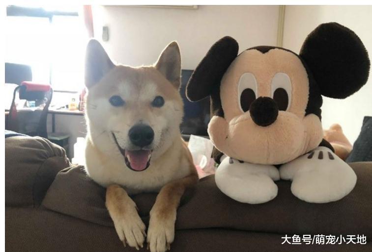 柴犬小弟严肃直视喵老大, 主人笑翻: 最怕空气突然安静