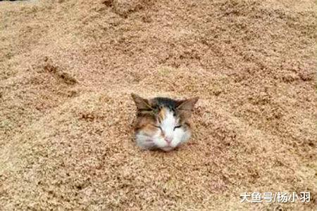 猫追狗追得没影儿, 主人看见稻谷堆中的一幕笑喷, 猫: 朕被算计了