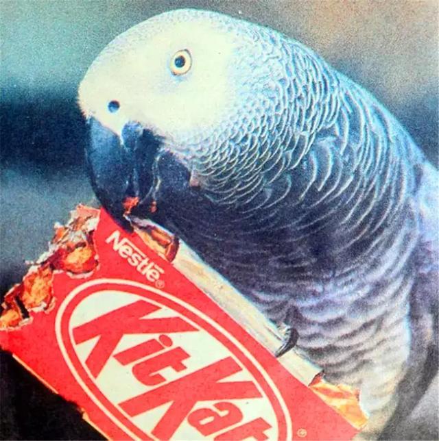 高龄鹦鹉半夜打扰主人, 轻声说二句再见, 主人却没在意最后的告别