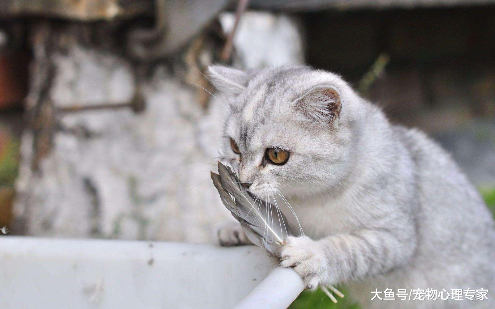 家中下鹅毛大雪? 竟是猫咪制造的! 主子也有脱发困扰?